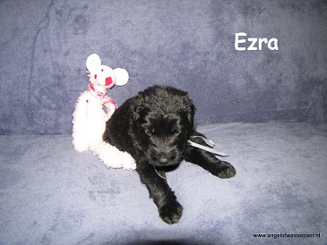 Ezra, zwarte ODHpup, 3 weken jong